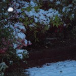 I took this picture after the May snow. I realize I've already posted it but when I saw the azaleas blooming in spite of the cold, it gave me courage.