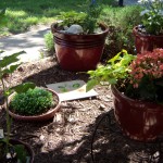 A small, shady oasis on a warm day.