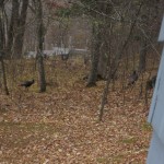 Wild Turkeys by Tracy Day