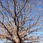 The Umbrella Tree in Winter 