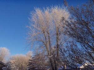 The sun sparkling off snowy trees, February 3, 2014