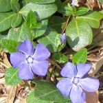 vinca vine or perriwinkle