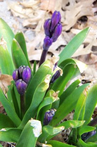 First Hyacinth of 2015