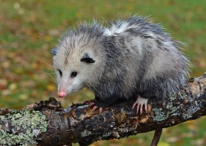 Opossum