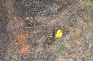 hole under tree in the rain