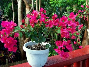 Bright pink Bougainvilla