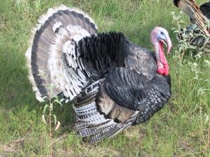 An Unexpected Turkey