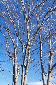 Raintree in winter