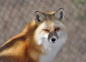 Red Fox