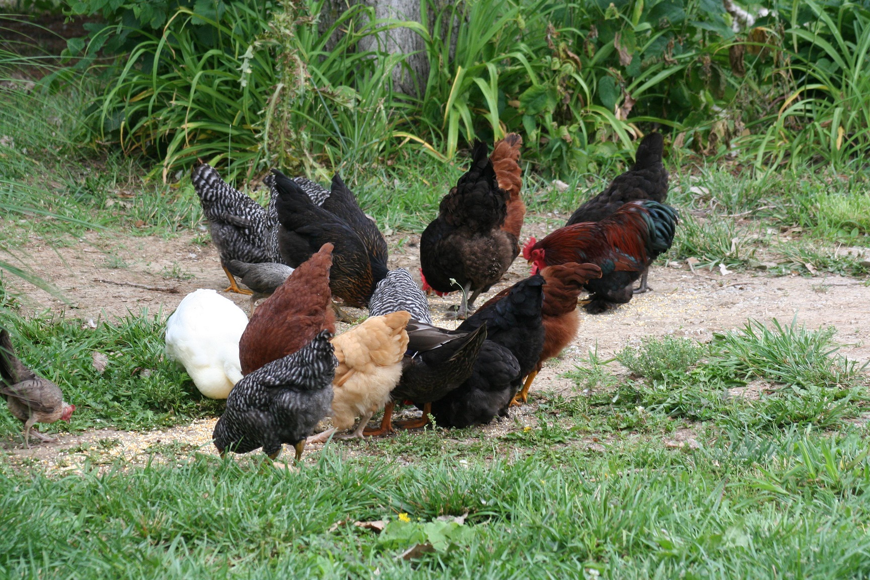 How to Care for Baby Chickens; Human vs. Hen Mama Comparison