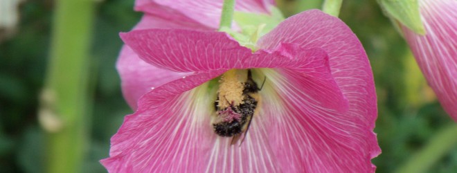 The Beautiful, Busy Bumblebee