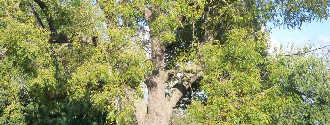 Walnut Gathering at Etta, 100 Year Ago