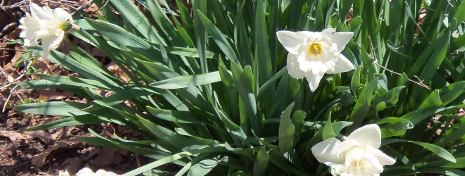 Goats and Jonquils