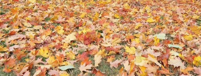 Leaves, Books, and Red-tailed Hawks