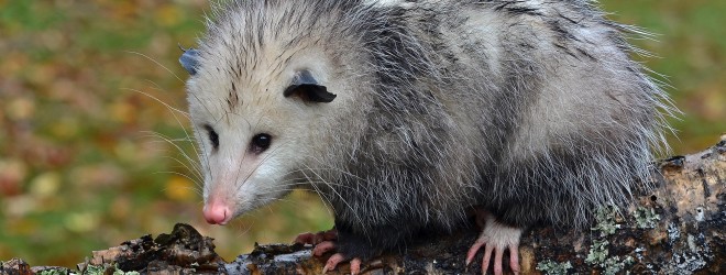 ‘Possums and Rhubarb