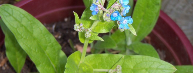 Forget-Me-Not