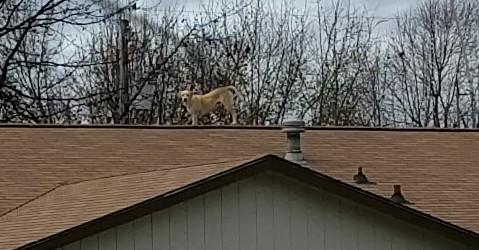 Dog, the Height Hunter