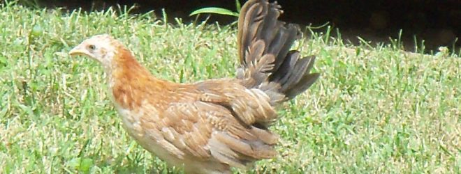 The Mystery of the Wandering Chicken