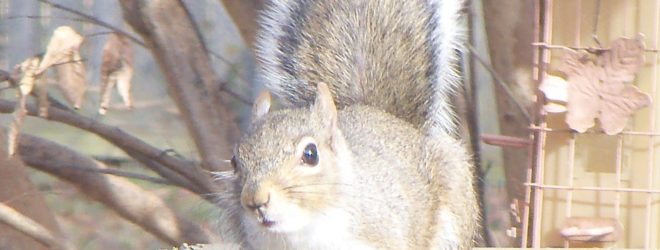 The Mysterious Life of Edgar Allen Squirrel