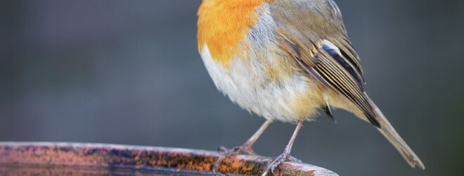 The Robin on the Birdbath